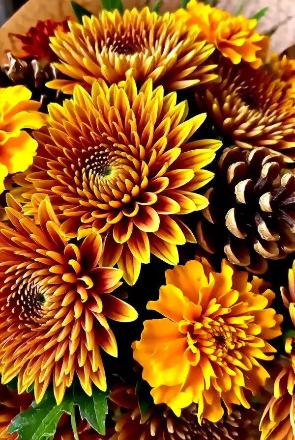 Autumn Shades for Warmth and Comfort