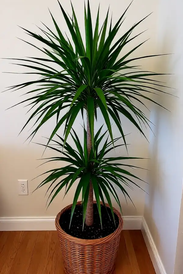 Reflecting Your Personal Style through Plants