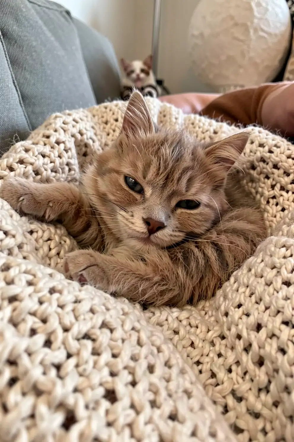 Textured Blankets for Pet-Friendly Decor